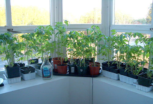 Seedlings of tomatoes on the loggia