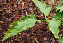 Curled tomato leaf