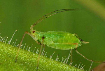 Aphid pavyzdys