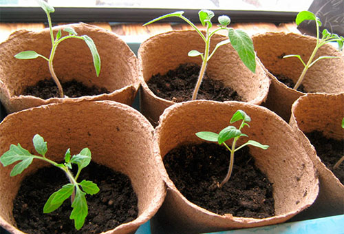 Plantor av tomater i torvkrukor