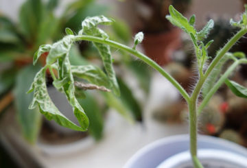 Vernietigende tomatenzaailingen