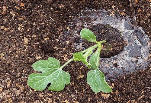 زرع شتلات البطيخ في الأرض