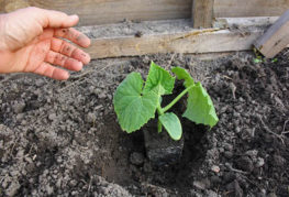 Planting cucumbers in open ground
