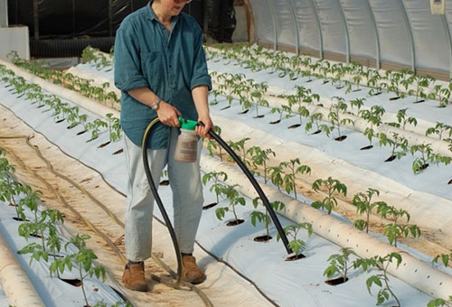 Top dressing of tomatoes in the greenhouse