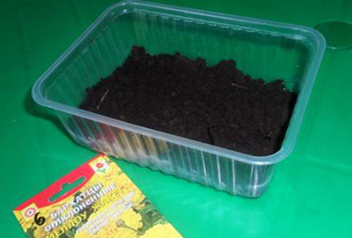 Preparing the soil for marigold seedlings