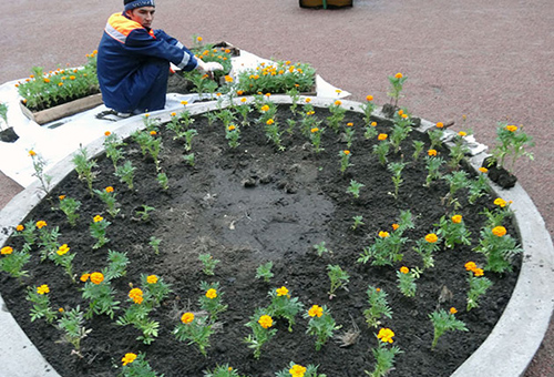 Planting marigolds in a flower bed