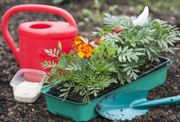 Goudsbloemen overplanten in de volle grond