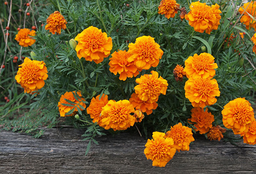 Kukkivat marigolds