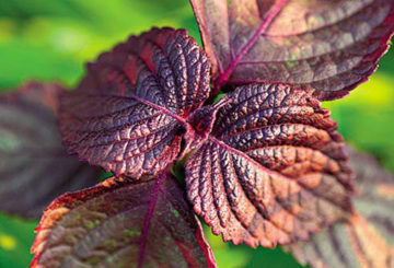 Basilic aux feuilles sombres