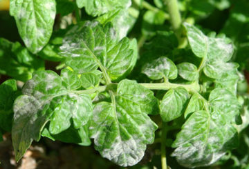 Echte meeldauw op tomatenbladeren