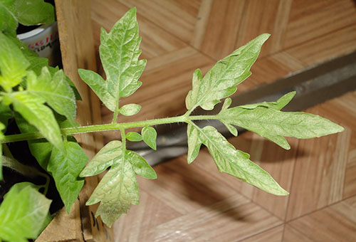 Палиден доматен лист