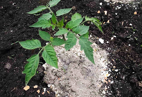 Ash for fertilizing tomatoes