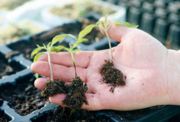 Tomatenzaailingen met zwarte poten