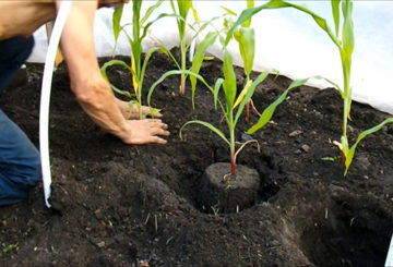 Planter du maïs en pleine terre