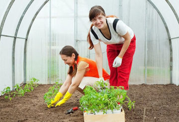 Tomatenzaailingen planten