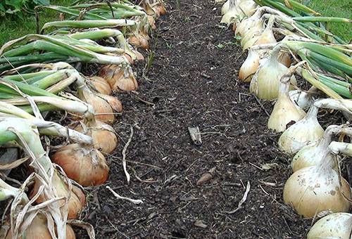 Onion harvest exhibition
