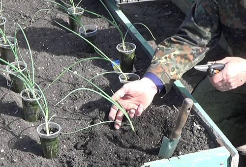 Výsadba cibule sazenice v zahradě