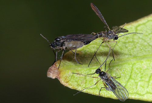 Sciarids - гъби комари