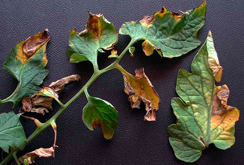 Daun tomato yang berpenyakit