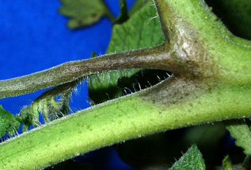 Phytophthora op een tomatenstengel