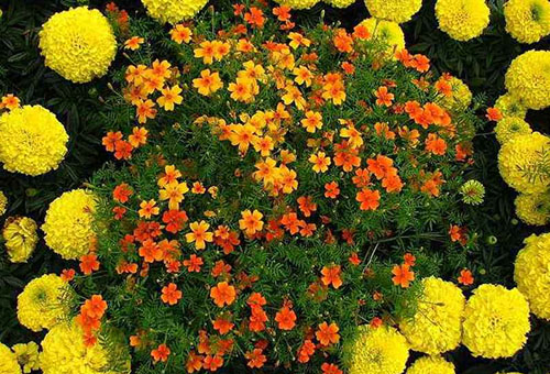 Een bloembed met eenjarige planten in warme kleuren