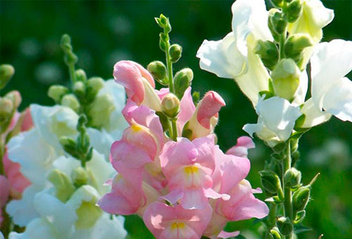 Snapdragon