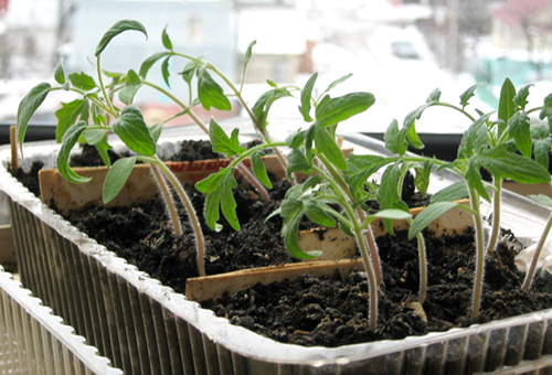 Seedlings of tomatoes in a general container