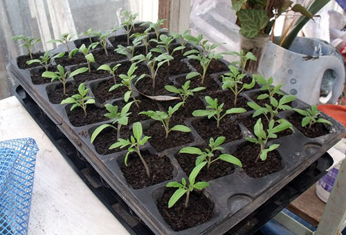 Tomato seedlings after picking