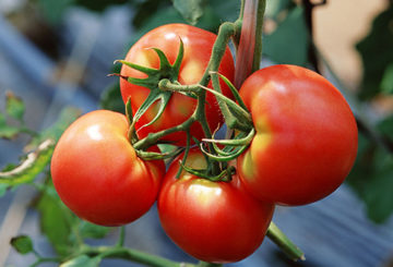 Tomato fruit on a branch