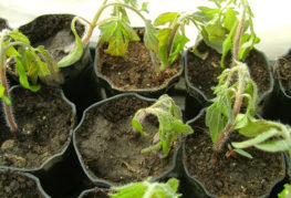 Παγωμένα φυτά τομάτας