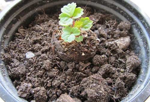 Plántulas de fresa en una maceta nueva