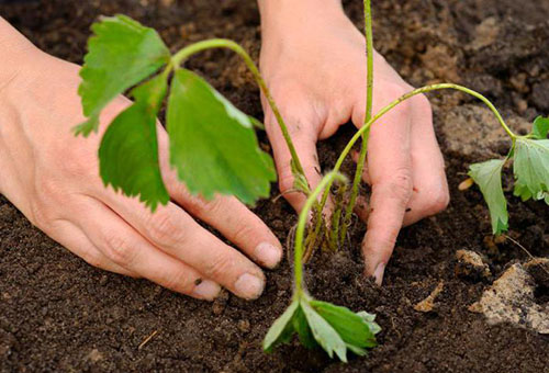 Aardbeien planten in de volle grond