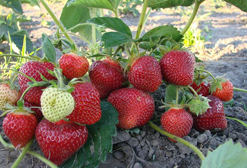 Belukar strawberi dengan buah beri