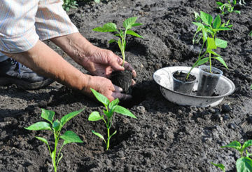 Paprika ültetése nyílt terepen