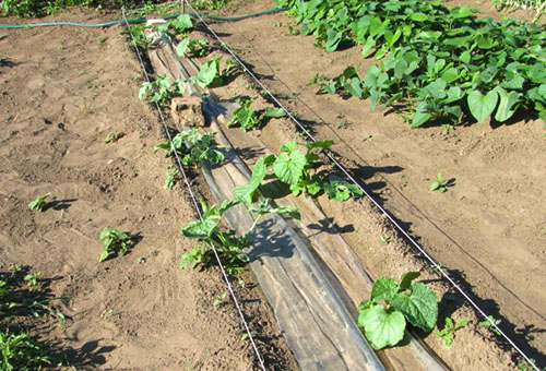 Een meloen in de tuin planten