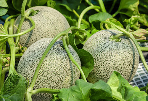 Fruits de melon dans le jardin