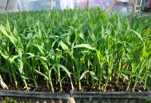 Jagung anak benih