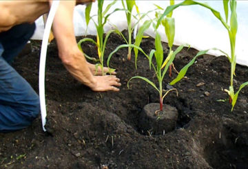 Planter du maïs en pleine terre