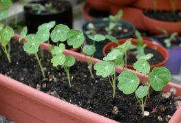 Seedlings of nasturtium in a total container