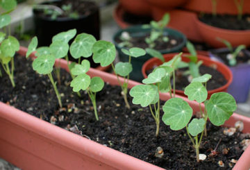 A nasturtium palántái teljes tartályban