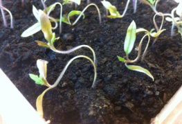 Pale and thin tomato seedlings