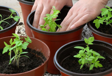 Memindahkan anak benih tomato