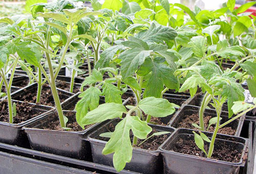 Semis de tomates après la cueillette