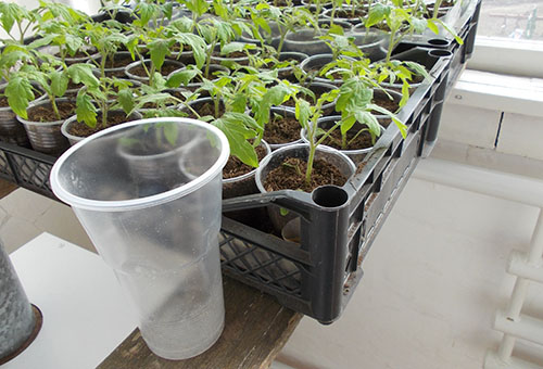 Tomates ramassées