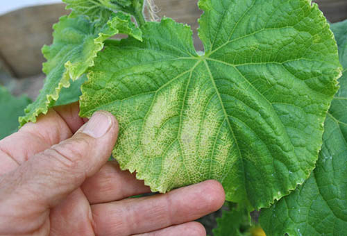 La hoja de pepino se vuelve amarilla