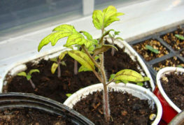 Yellow tomato seedlings