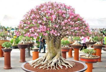 Adenium yang mekar