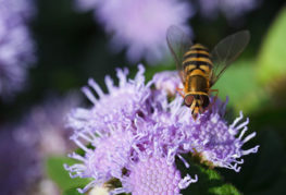 Bee på ageratum blomster