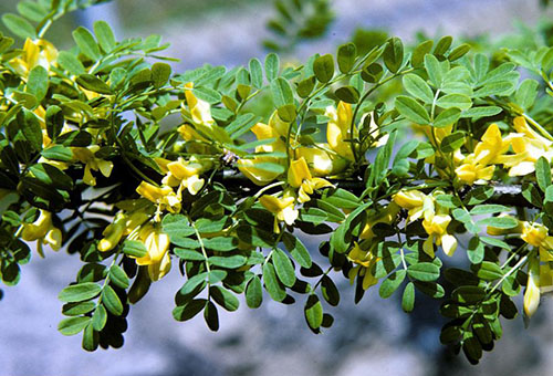 Gren av gul akacia