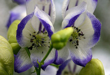 Flores de acônito